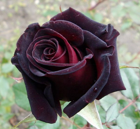 Paranoya - мой скромный домик