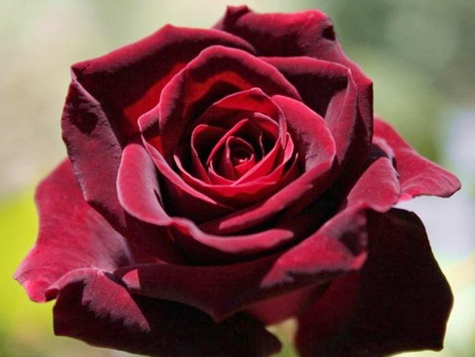 Paranoya - мой скромный домик