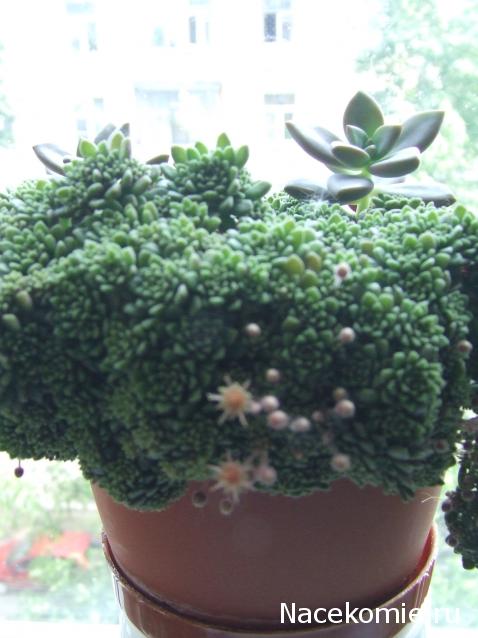 Rosinka07 - Домики бабушек