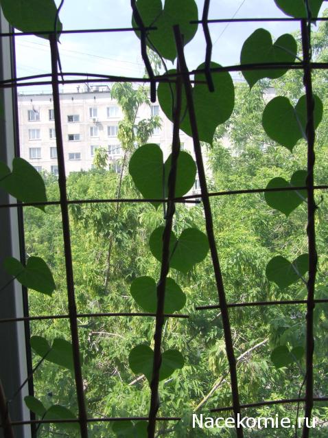 Rosinka07 - Домики бабушек