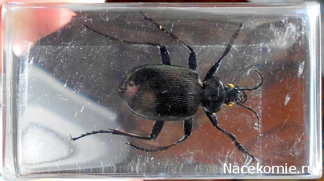 Насекомые №22 - Красотел (Calosoma sp)