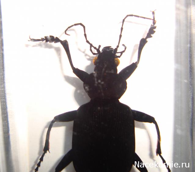 Насекомые №22 - Красотел (Calosoma sp)