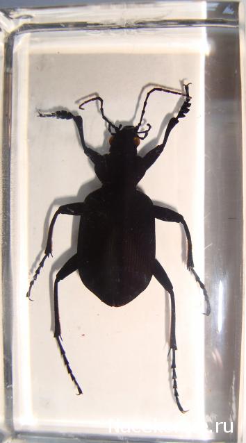 Насекомые №22 - Красотел (Calosoma sp)