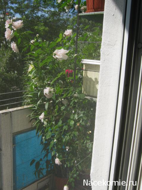 AlevtinaP - мир миниатюры