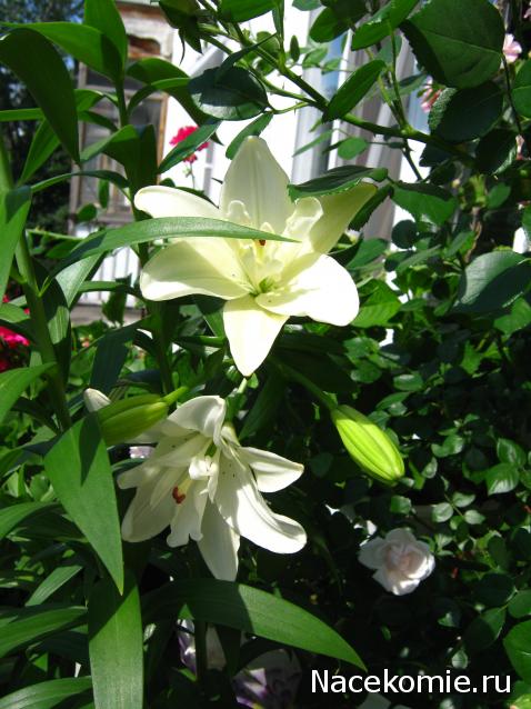 AlevtinaP - мир миниатюры