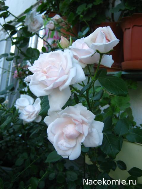 AlevtinaP - мир миниатюры