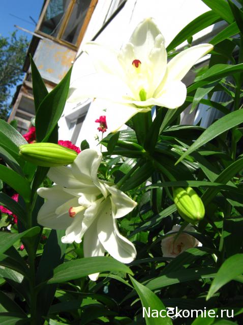 AlevtinaP - мир миниатюры