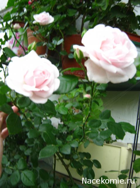 AlevtinaP - мир миниатюры