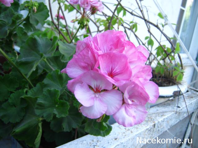 AlevtinaP - мир миниатюры