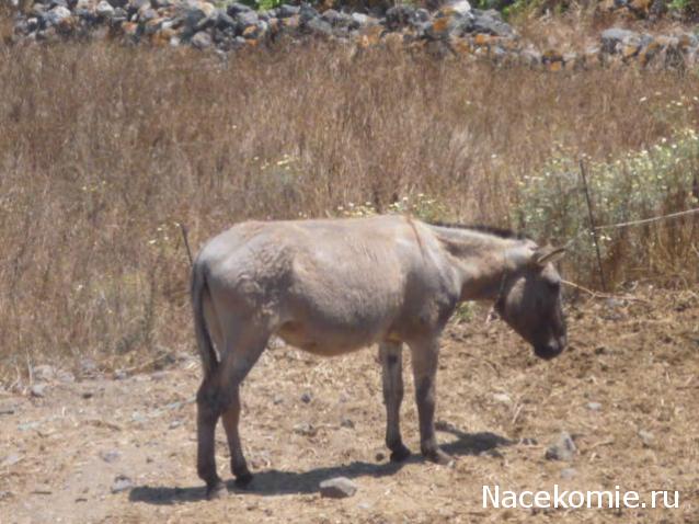 Julple - Домик Эрика и Мадлен :)