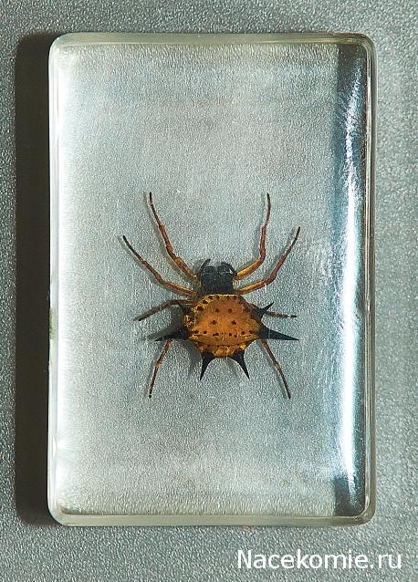Насекомые в Акриле НЕ из Журнала