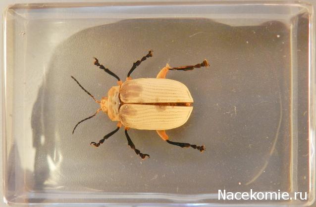 Насекомые в Акриле НЕ из Журнала