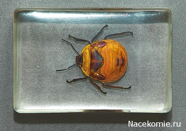 Насекомые в Акриле НЕ из Журнала