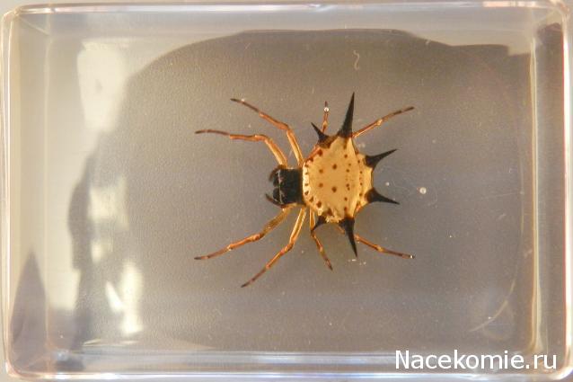 Насекомые в Акриле НЕ из Журнала