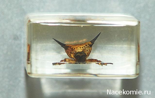 Насекомые в Акриле НЕ из Журнала