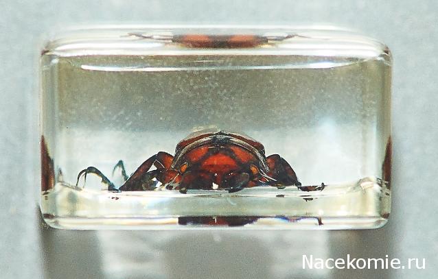 Насекомые в Акриле НЕ из Журнала