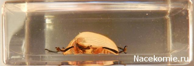 Насекомые в Акриле НЕ из Журнала