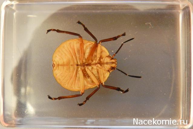 Насекомые в Акриле НЕ из Журнала