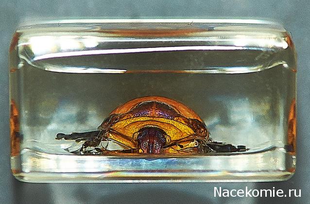 Насекомые в Акриле НЕ из Журнала