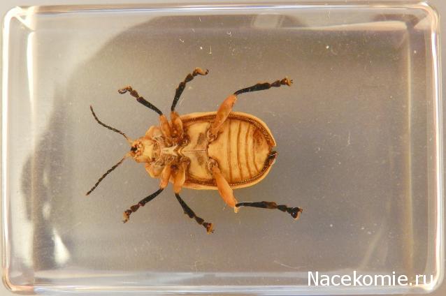 Насекомые в Акриле НЕ из Журнала