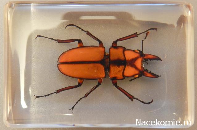 Насекомые в Акриле НЕ из Журнала