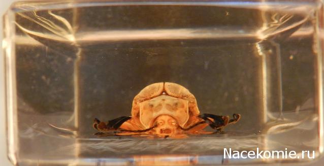 Насекомые в Акриле НЕ из Журнала