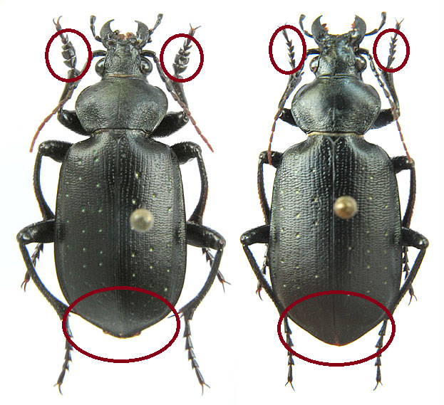 Насекомые №22 - Красотел (Calosoma sp)