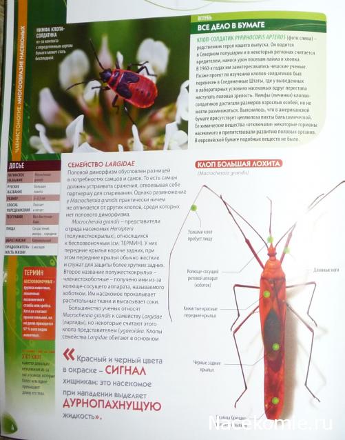 Чудеса Природы №13 - Клоп (Macrocheraia grandis)