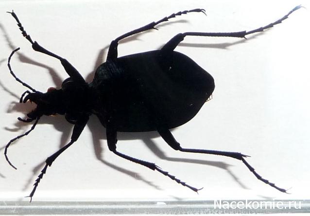 Насекомые №22 - Красотел (Calosoma sp)