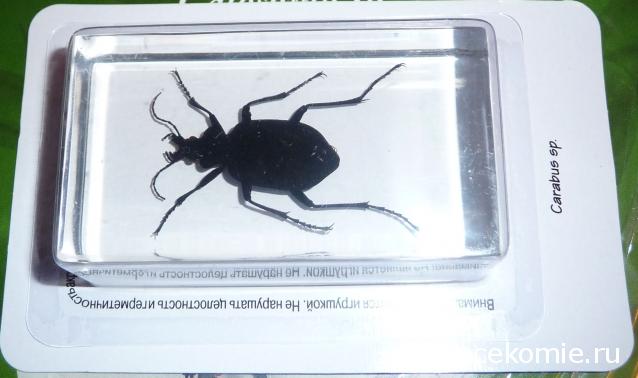 Насекомые №22 - Красотел (Calosoma sp)