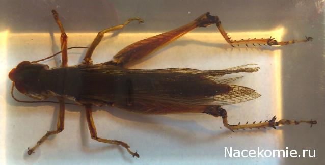 Вихри Мраморной арки [Конни Уиллис] (fb2) читать онлайн