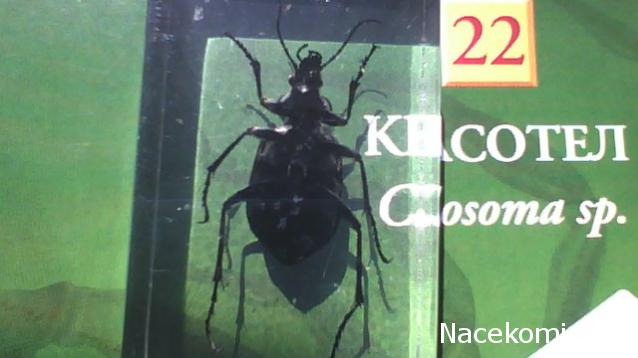 Насекомые №22 - Красотел (Calosoma sp)