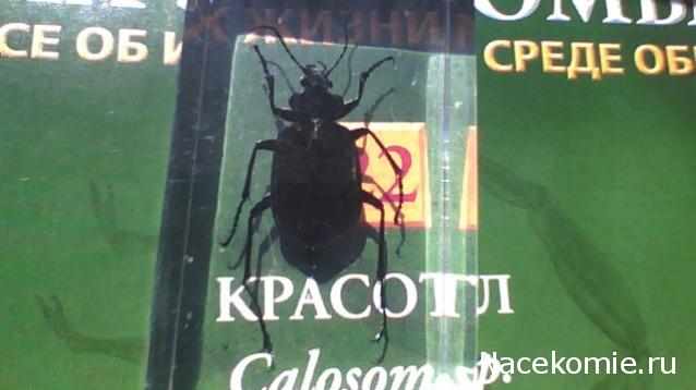 Насекомые №22 - Красотел (Calosoma sp)