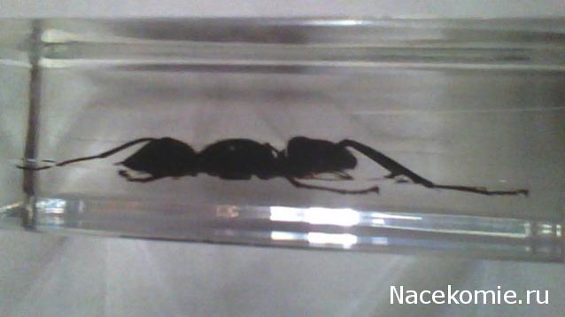 Насекомые №19 - Гигантский Муравей - Древоточец (Camponotus gigas)