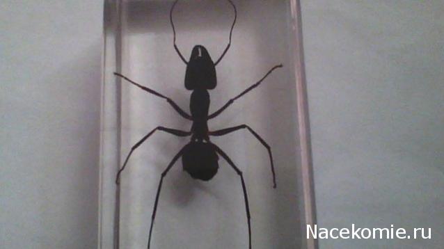 Насекомые №19 - Гигантский Муравей - Древоточец (Camponotus gigas)