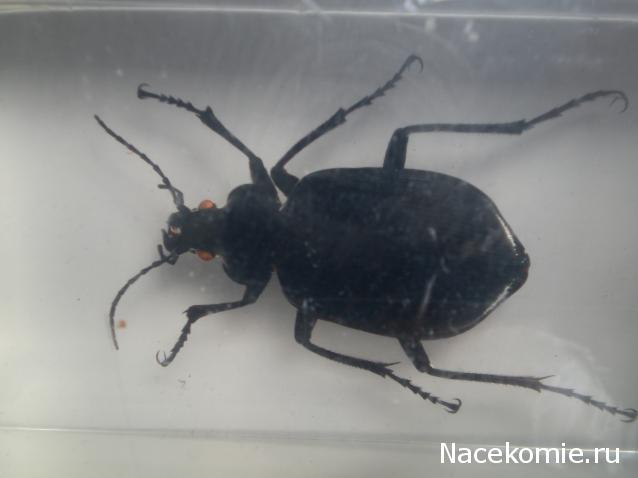 Насекомые №22 - Красотел (Calosoma sp)