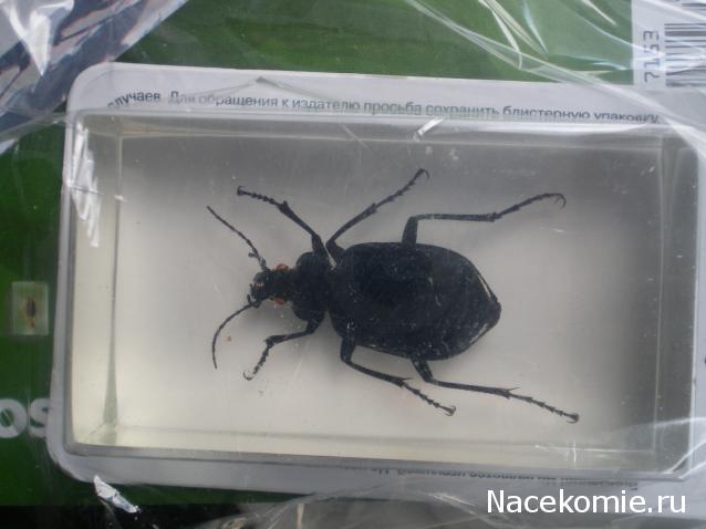 Насекомые №22 - Красотел (Calosoma sp)