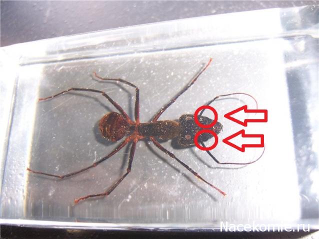 Насекомые №19 - Гигантский Муравей - Древоточец (Camponotus gigas)