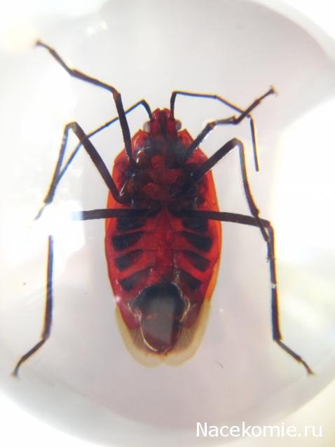 Чудеса Природы №13 - Клоп (Macrocheraia grandis)