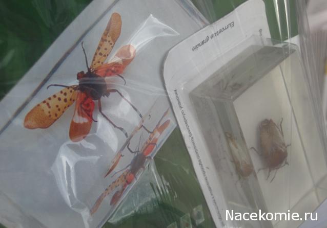 Насекомые №23 - Цикада - фонарница (Lycorma delicatula)