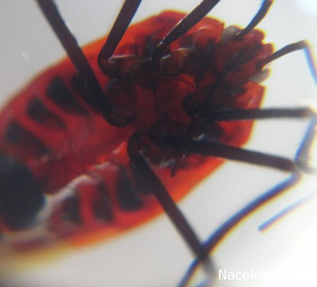 Чудеса Природы №13 - Клоп (Macrocheraia grandis)