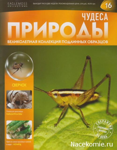 Чудеса Природы №16 - Сверчок (Gryllidae)