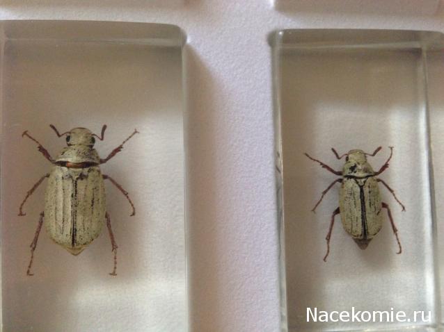 Насекомые №26 - Белый бриллиантовый жук (Cyphochilus sp.)