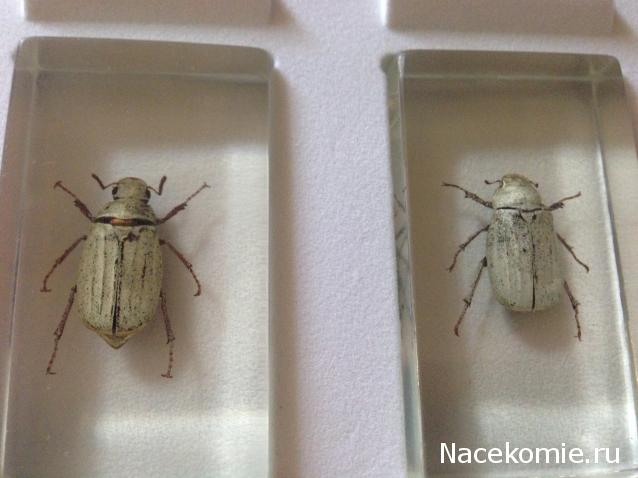 Насекомые №26 - Белый бриллиантовый жук (Cyphochilus sp.)