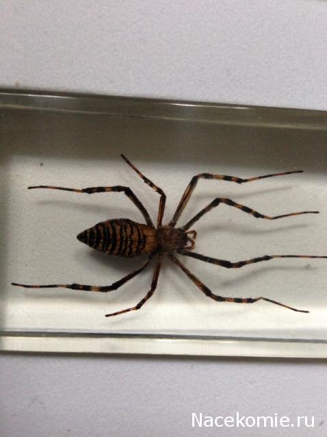 Насекомые №25 - Аргиопа Брюнниха (Argiope bruennichi)