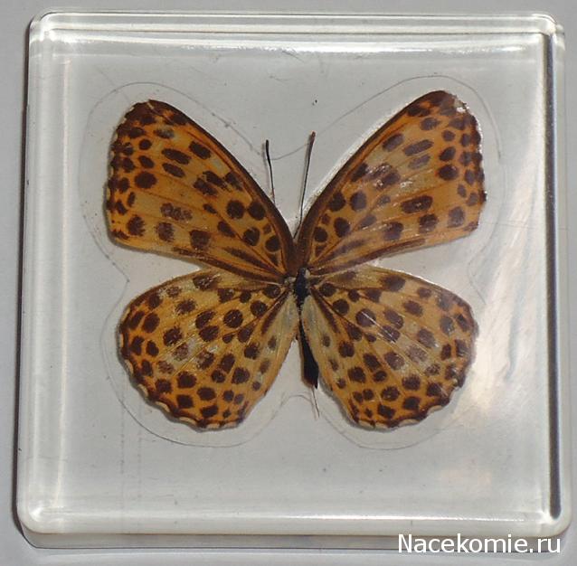 Собери свою коллекцию. Бабочки - ДеАгостини - тест