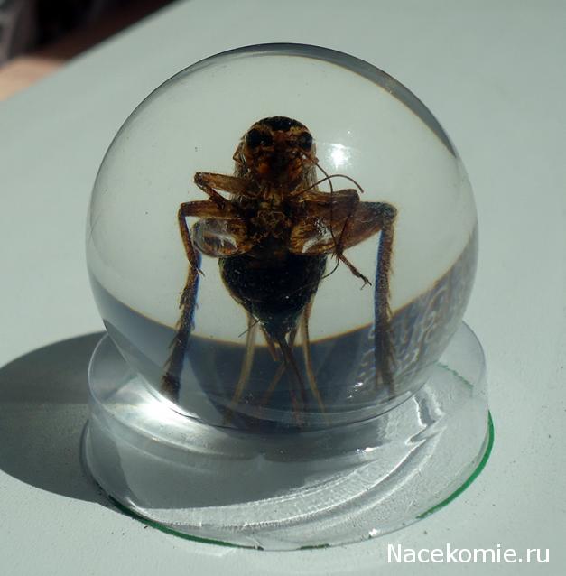 Чудеса Природы №16 - Сверчок (Gryllidae)