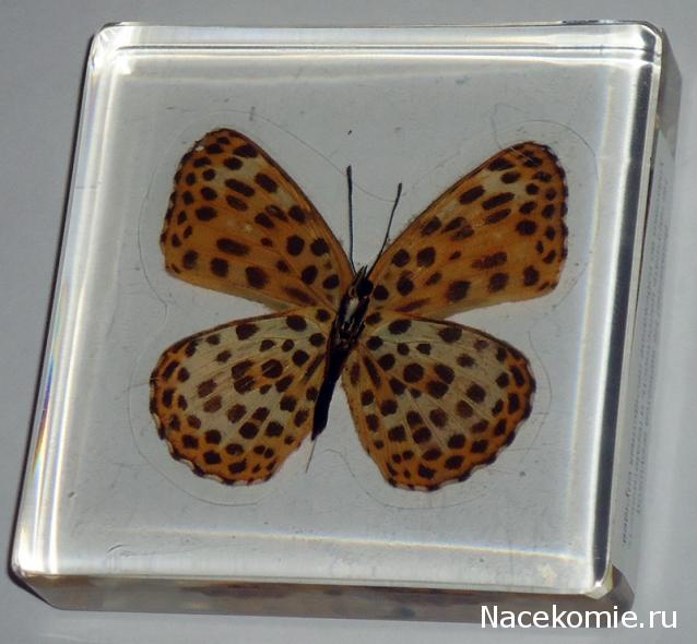 Собери свою коллекцию. Бабочки - ДеАгостини - тест