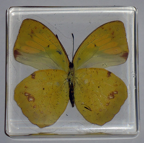 Собери свою коллекцию. Бабочки - ДеАгостини - тест