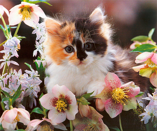 Наши Дни Рождения